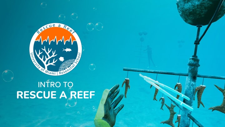 How to Rescue a Reef