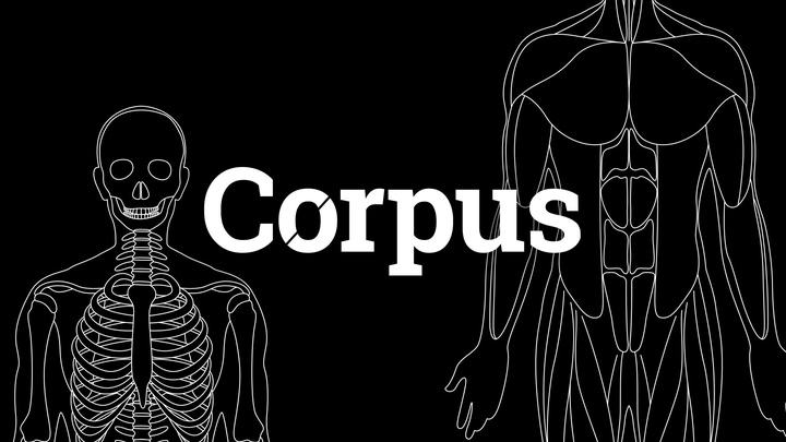Corpus | Anatomy