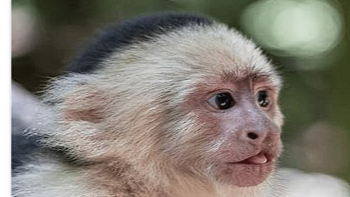 Lab Monke 2