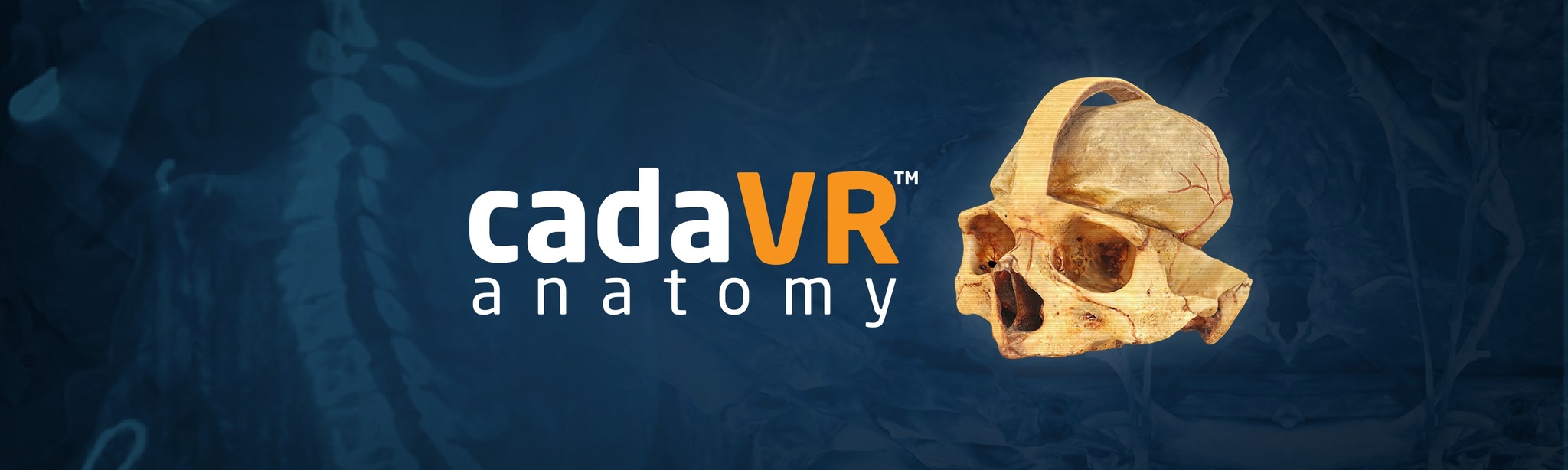 cadaVR anatomy