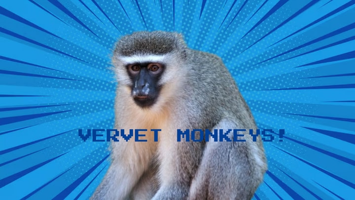Vervet monkeys