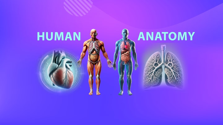 Human Anatomy Male
