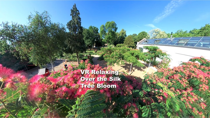 VR Relaxing – Over the Silk Tree Bloom