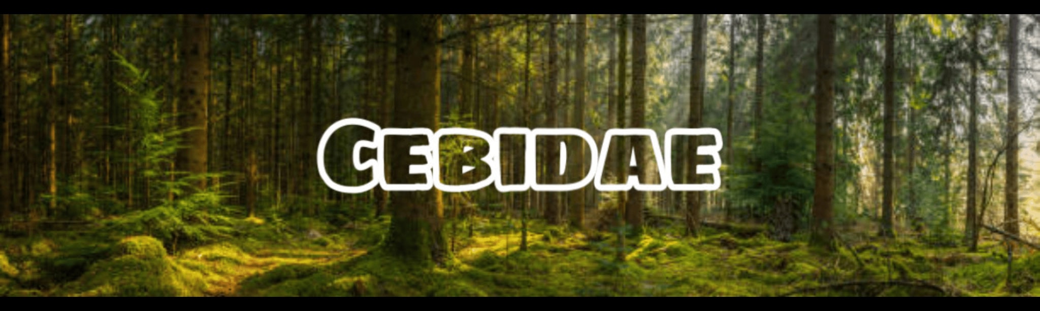 Cebidae