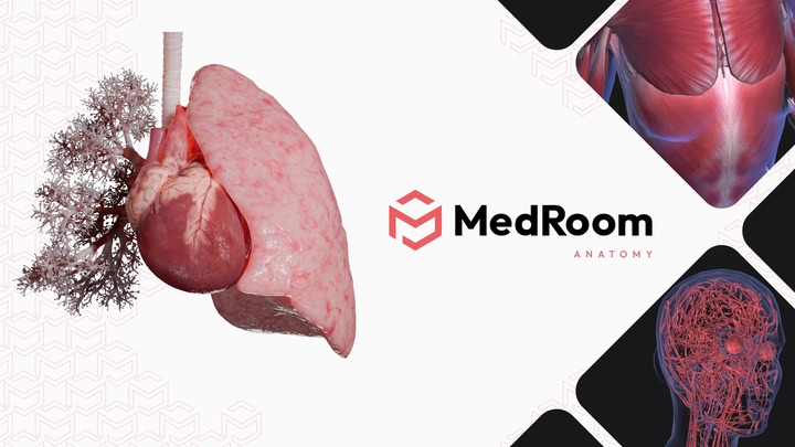 MedRoom Anatomy