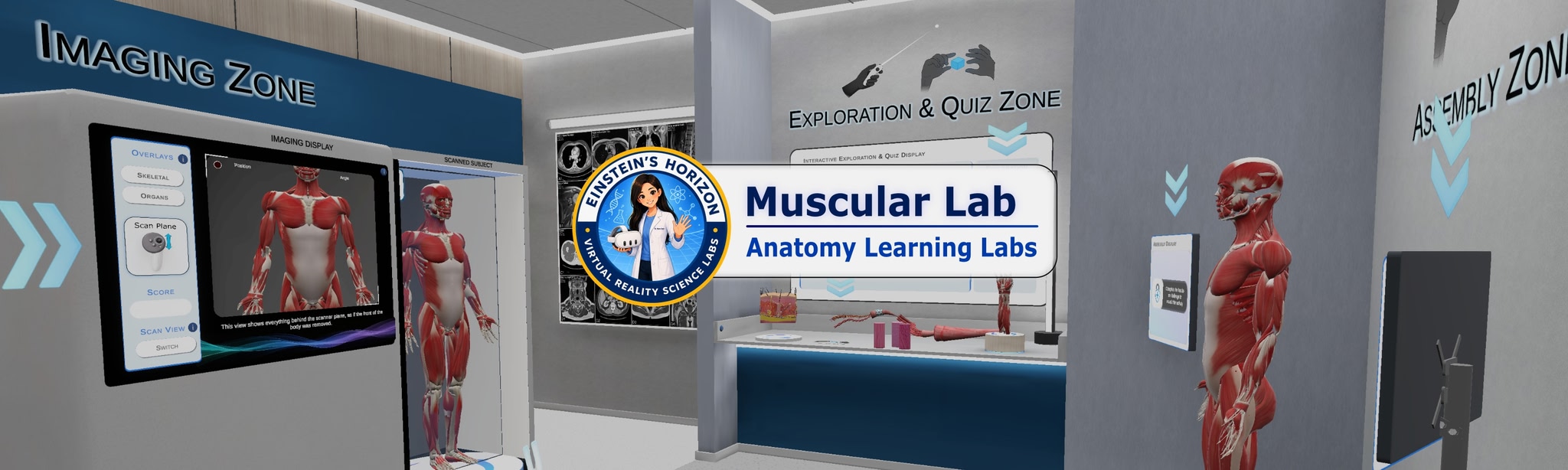 Anatomy Learning Labs: Muscular Lab