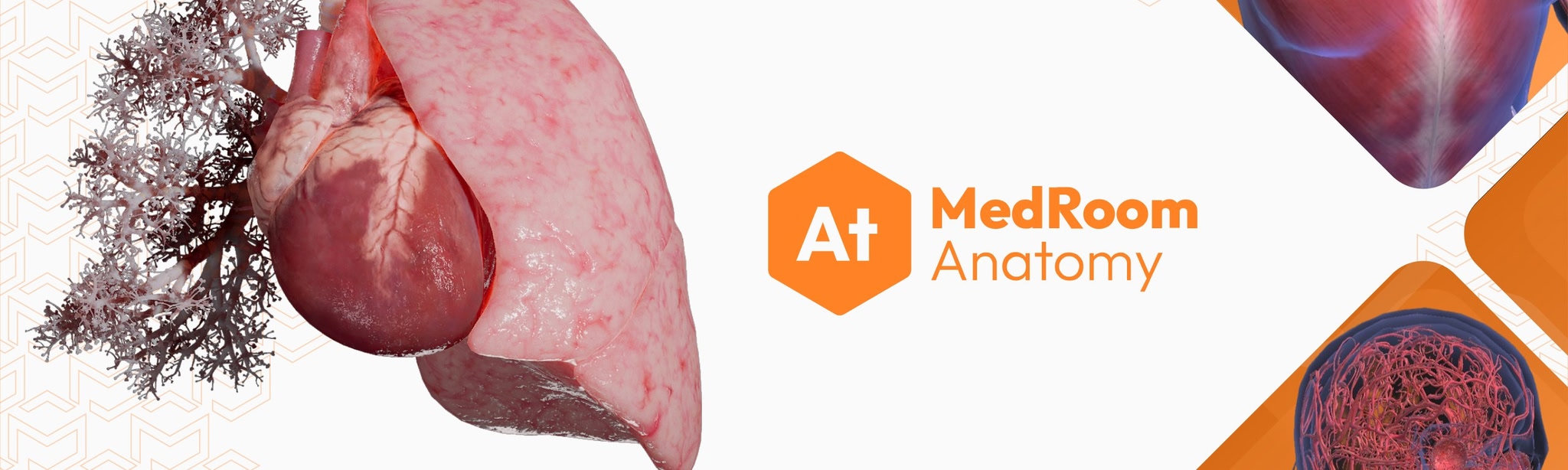 MedRoom Anatomy