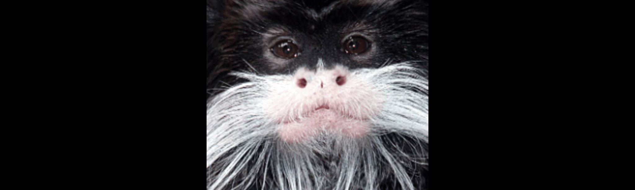Tamarin Monkes