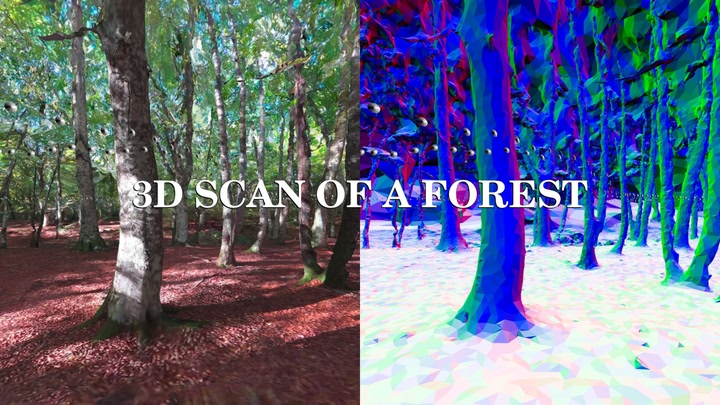 3D scan of a forest